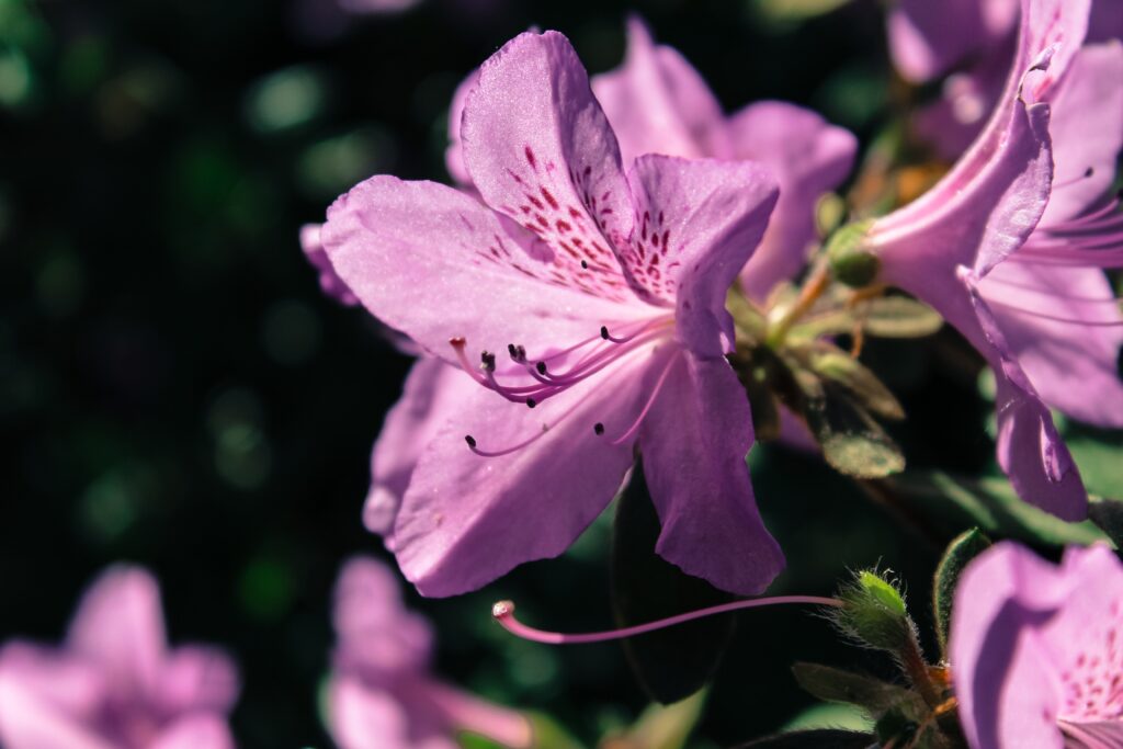 Vibrant Rhododendron Wallpaper: Delicate Lilac Petals Close-Up