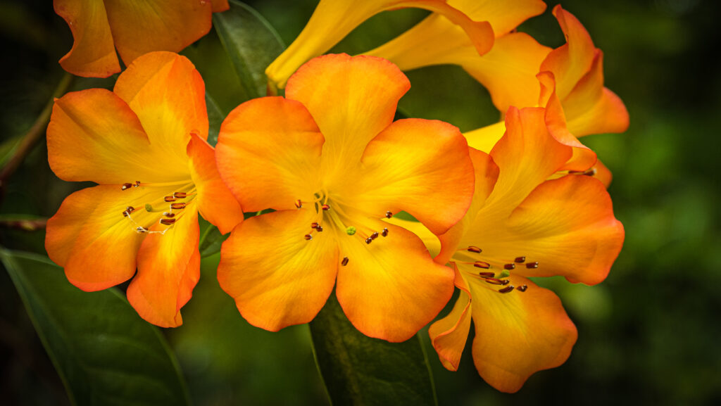 Vibrant Rhododendron Wallpaper: Bright Orange & Yellow Floral Design