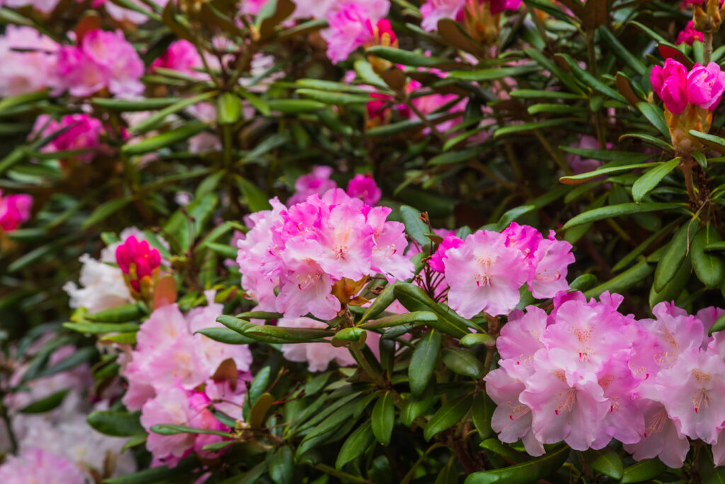 Vibrant Rhododendron Wallpaper: Pink Petals & Lush Green Background