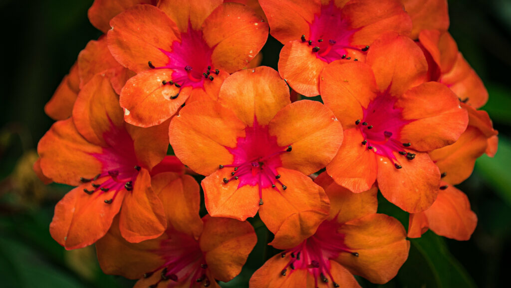 Vibrant Rhododendron Wallpaper: Striking Orange and Pink Floral Background