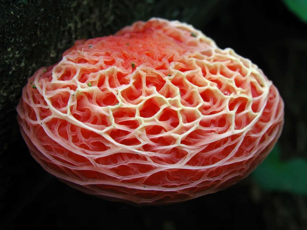 Close-up of vibrant coral pink Rhodotus palmatus mushroom with intricate net-like cap texture Wallpaper