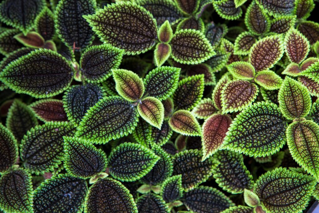 Intricate ribbed leaves wallpaper with vibrant green edges and natural textured patterns background