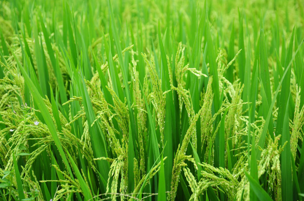 Vibrant Rice Plant Wallpaper: Lush Green Leaves & Ripening Grains