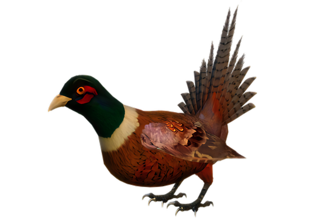 Stunning Ring-Necked Pheasant Wallpaper: Vibrant Details & Colors