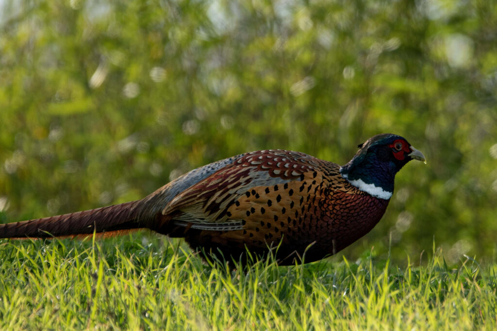 Vibrant Ringnecked Pheasant Wallpaper in Lush Green Grass