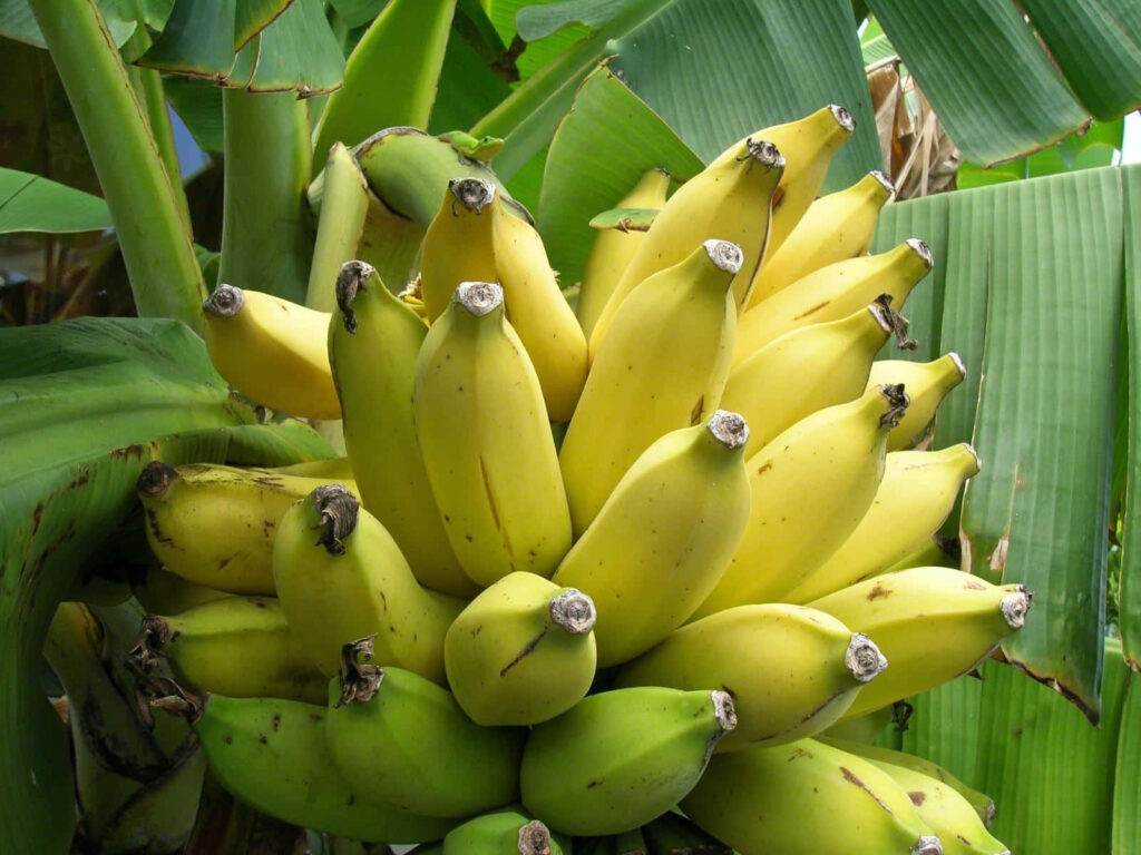Ripe yellow bananas hanging on banana tree with sunlight glowing through green tropical leaves Wallpaper