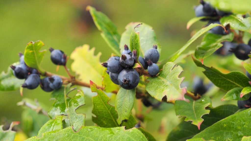 Vibrant Close-Up of Ripe Berries and Green Leaves - Nature Wallpaper