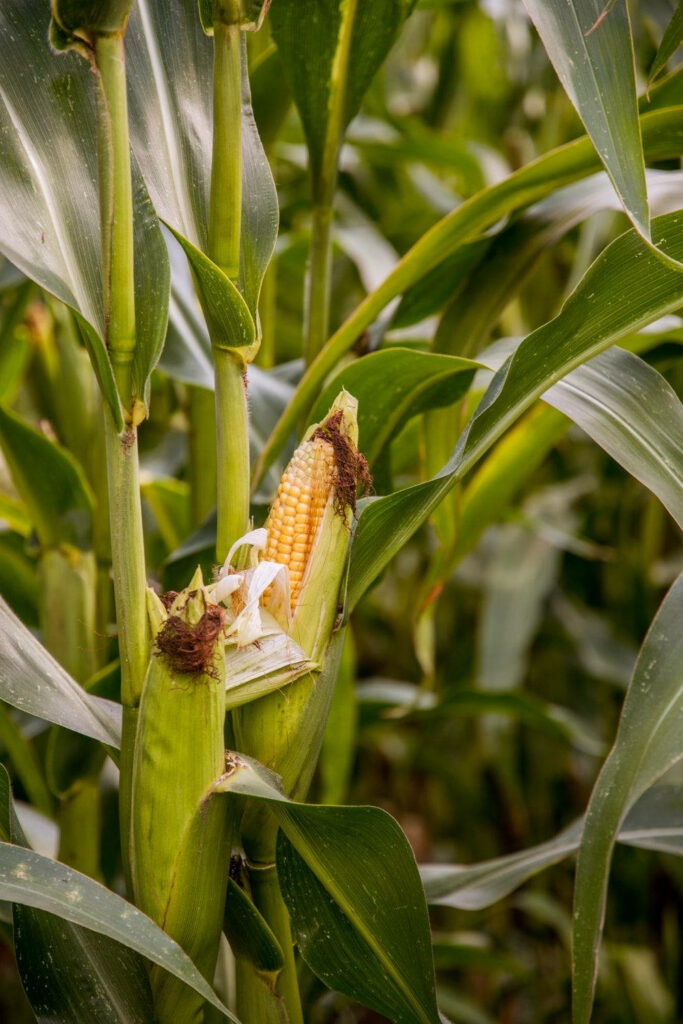Close-up of ripe yellow corn kernels on tall stalk with green leaves in natural light field Wallpaper