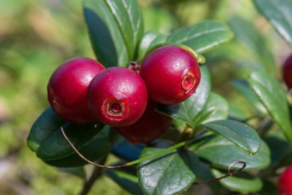 Vibrant Ripe Cranberries Close-Up: Lush Green Leaves Wallpaper