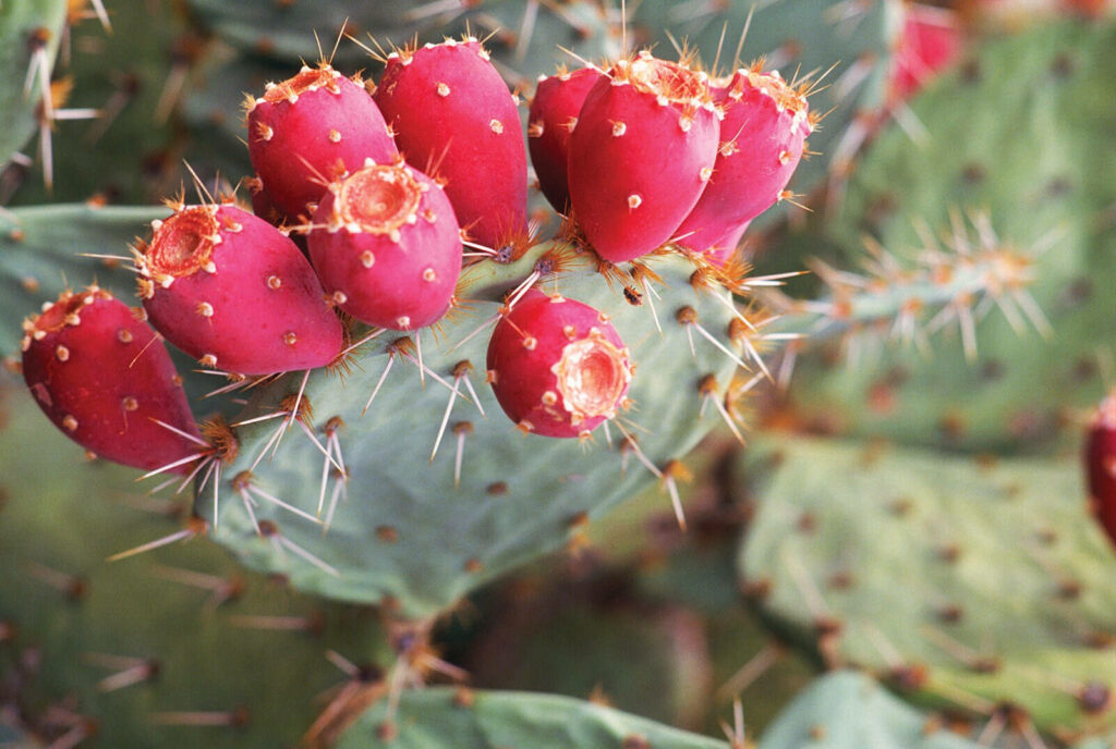 Vibrant ripe prickly pears clustered on cactus showcasing fresh prickly pear picking season background Wallpaper