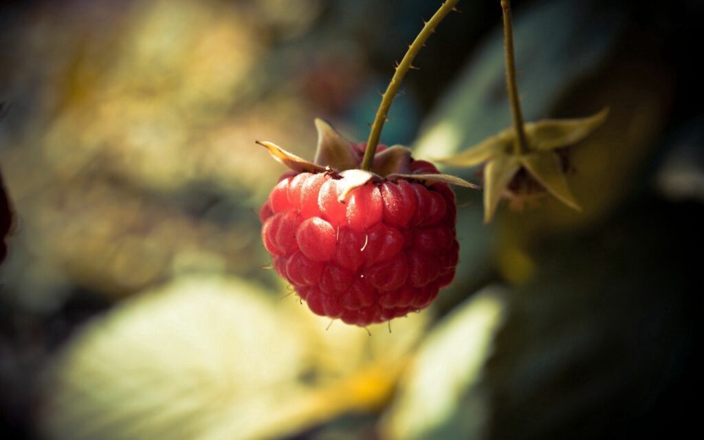 Vibrant Ripe Raspberry Close-Up: Rich Red Wallpaper Background