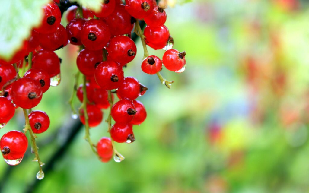 Vibrant Red Currants Close-Up: Stunning Wallpaper Background