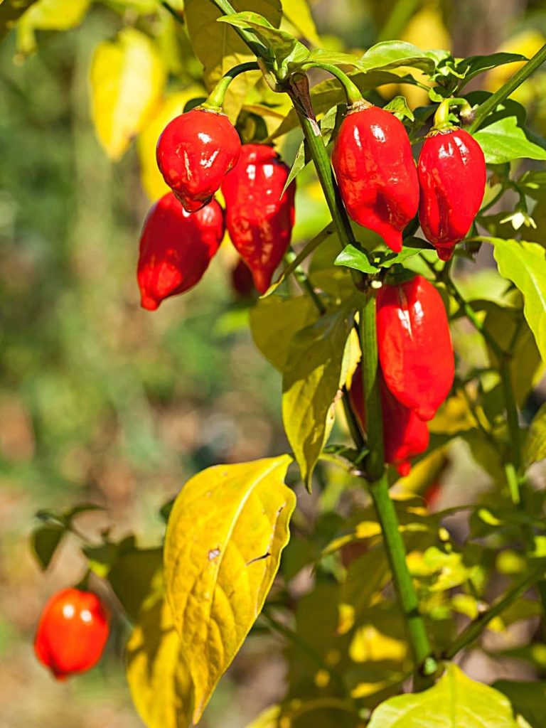 Ripe red ghost peppers hanging from green plant in bright sunlit garden background wallpaper