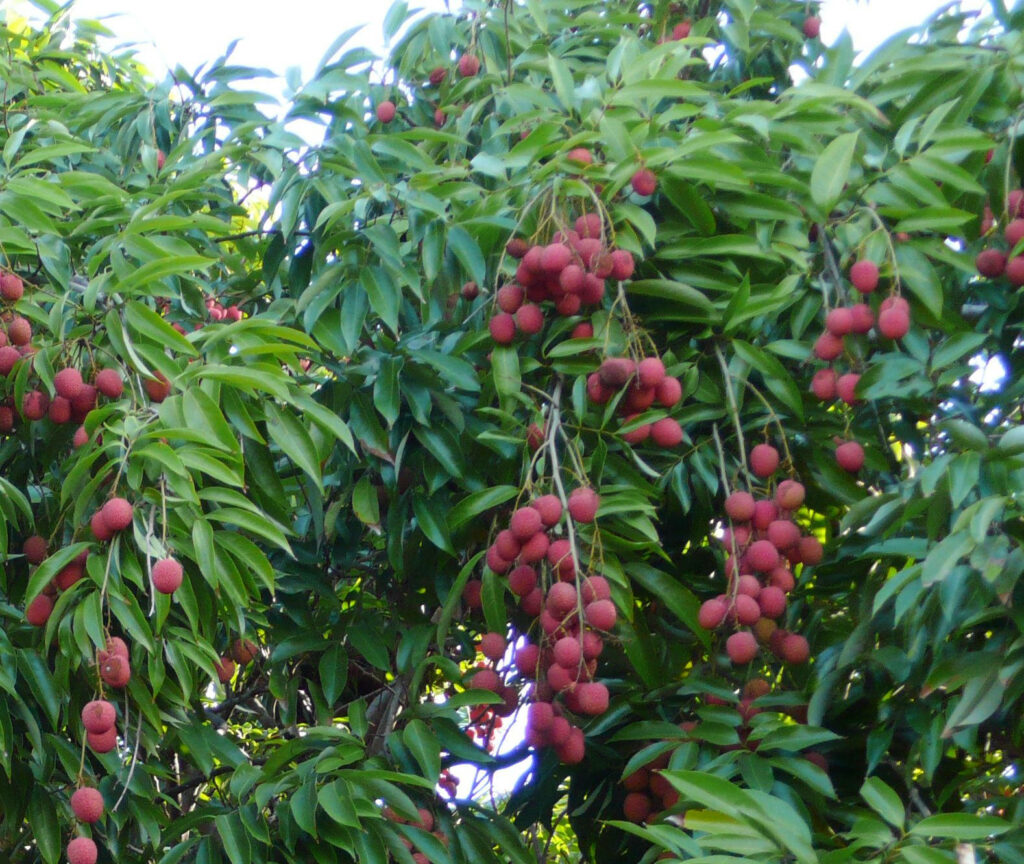 Vibrant Lychee Fruits Wallpaper: Lush Green Tree Background