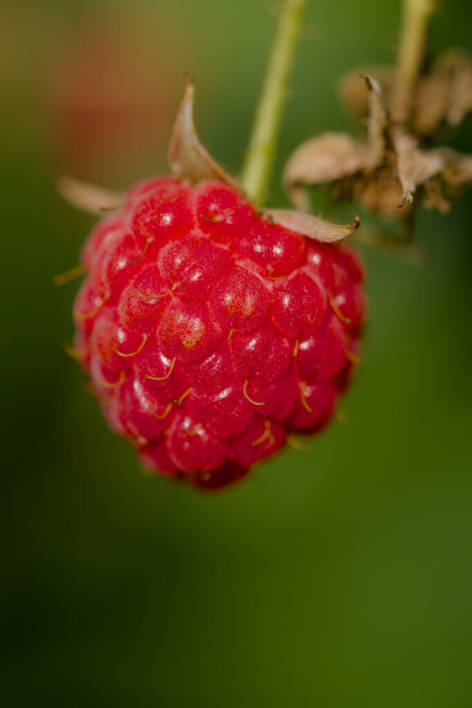 Vibrant Macro Raspberry Wallpaper: Ripe Red Beauty on Green Blur