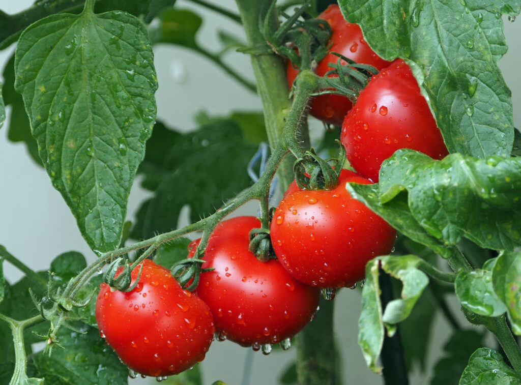 Vibrant Red Tomatoes in Water Droplets - Bountiful Harvest Wallpaper