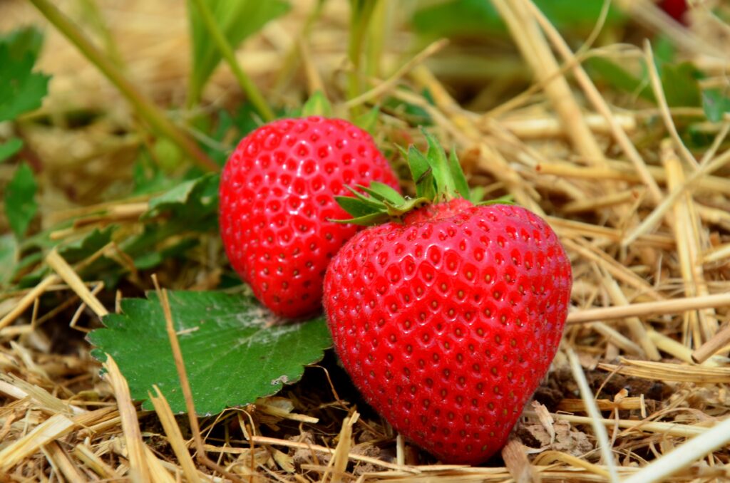 Vibrant Close-Up of Ripe Strawberries on Green Leaves - Wallpaper