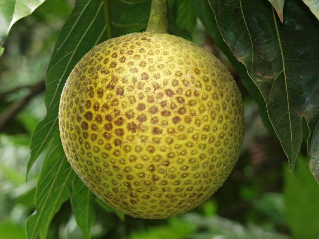 Close-up of ripe yellow-green breadfruit on tree with textured skin and lush tropical leaves background Wallpaper