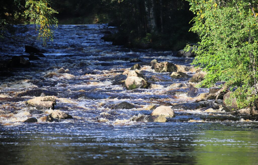 Vibrant river flowing over smooth rocks surrounded by lush green trees in a tranquil forest Wallpaper