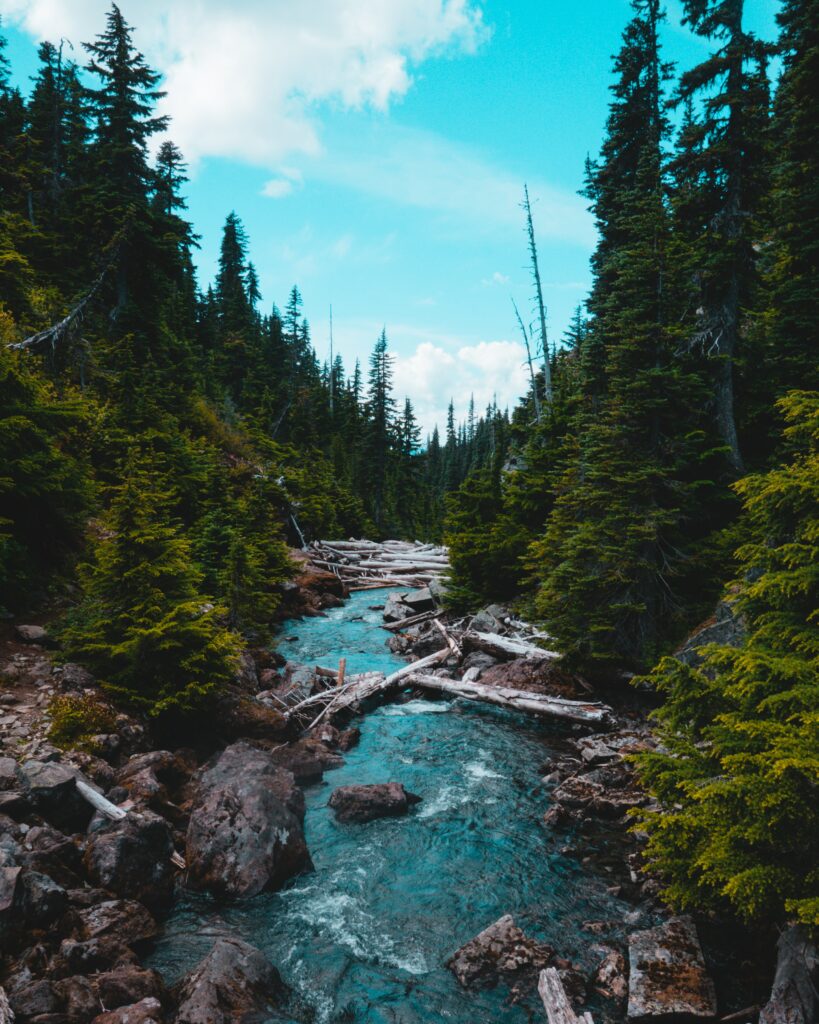 Swift river flowing over smooth stones through dense spruce forest under bright blue sky wallpaper