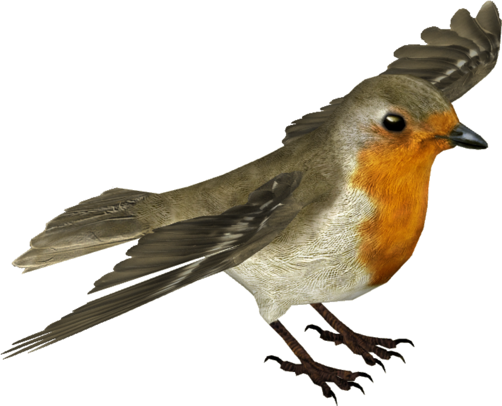Flying Robin with Transparent Background: Vibrant Red Breast Display Wallpaper