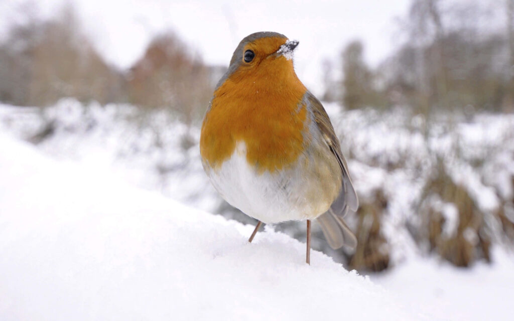 Vibrant Robin on Snowy Branch: Winter's Serene Beauty Wallpaper