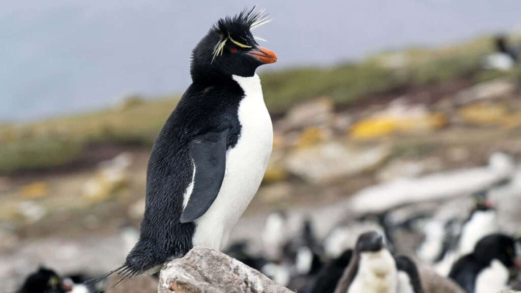 Vibrant Rockhopper Penguin Wallpaper: Stunning Wildlife Background