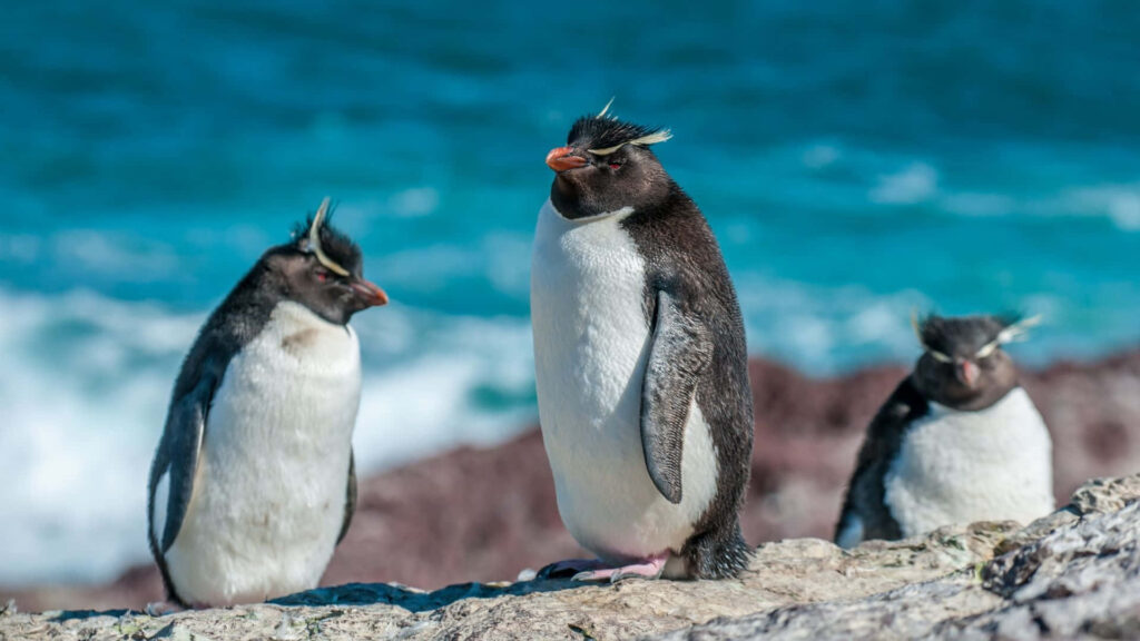 Charming Rockhopper Penguins by Seaside - Vibrant Marine Life Wallpaper