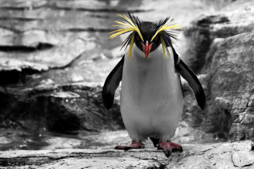 Rockhopper Penguin on Rugged Rocks: Vibrant Nature Wallpaper