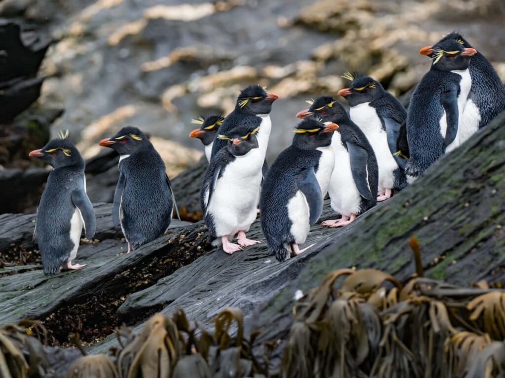 Rockhopper Penguins on Rocky Terrain: A Colorful Coastal Gathering Wallpaper