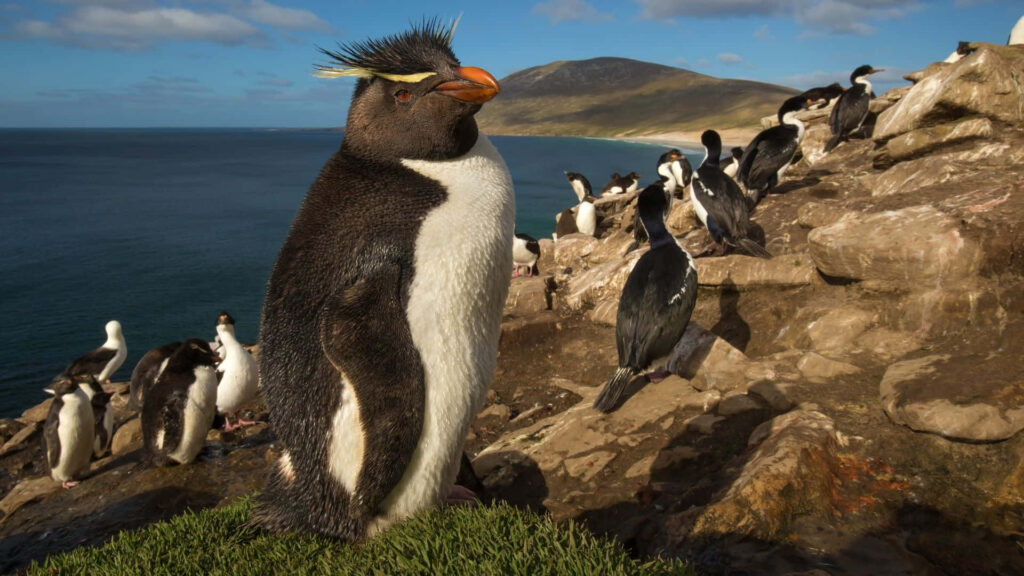 Vibrant Rockhopper Penguins on Rugged Coastline - Stunning Wildlife Wallpaper