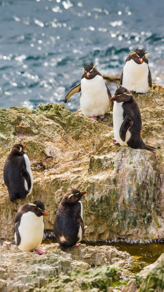 Vibrant Rockhopper Penguins on Rugged Coastal Rocks - Scenic Wallpaper