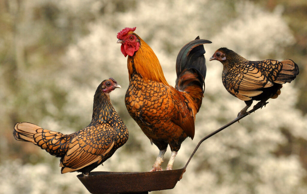 Vibrant Rooster & Hens Wallpaper: Nature Background Art