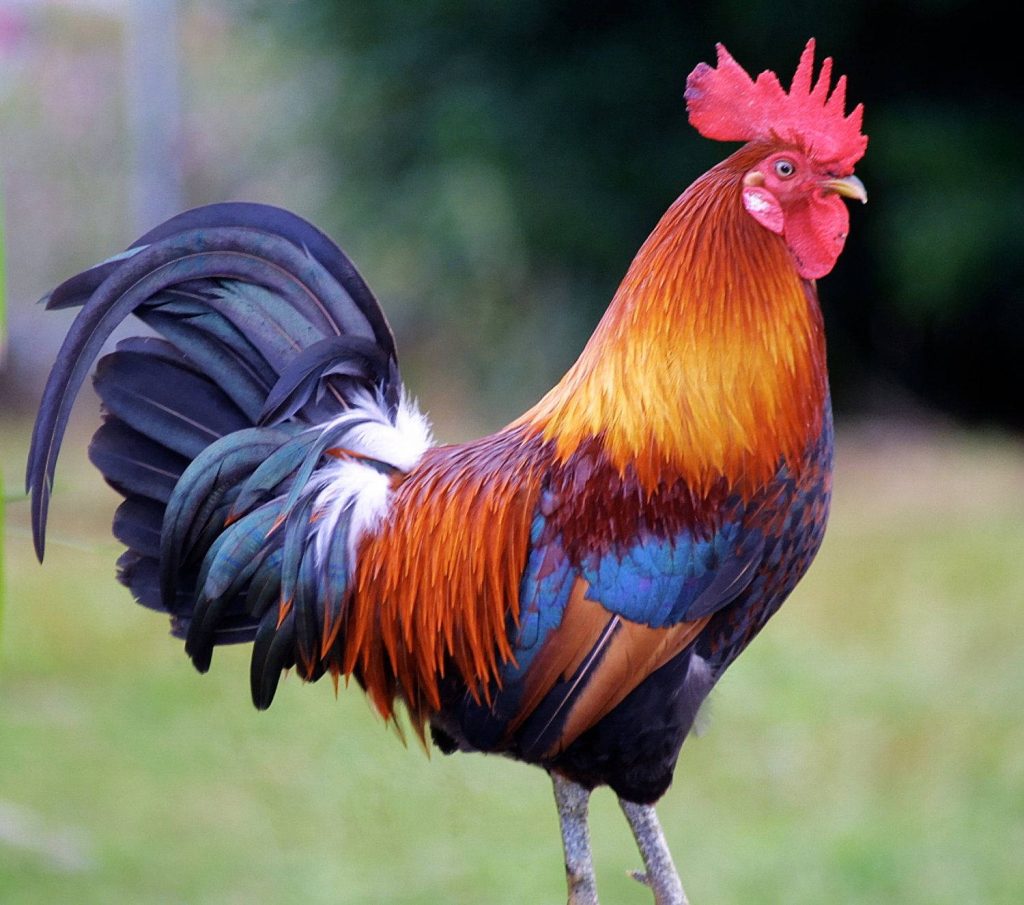 Vibrant rooster profile with red comb golden hackles and iridescent tail on green background wallpaper