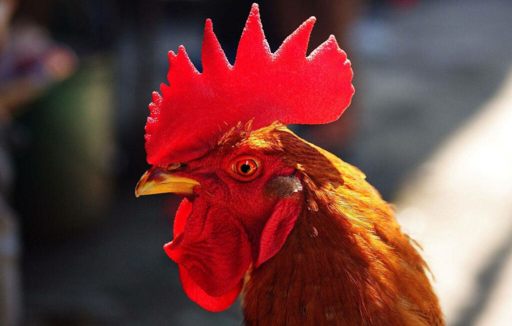 Vibrant Rooster Wallpaper: Striking Colors & Nature Beauty