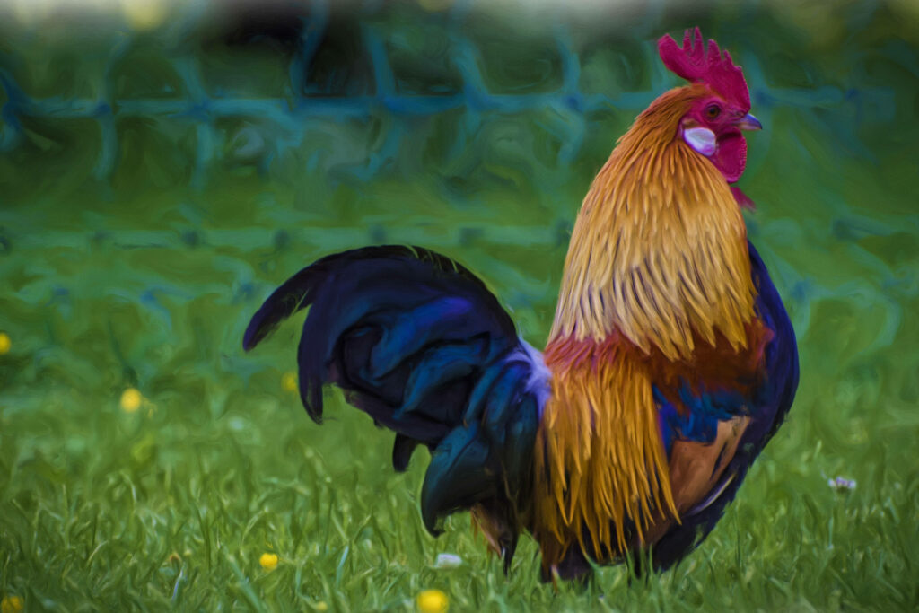 Vibrant Rooster Amidst Floral Grass: Colorful Background Wallpaper