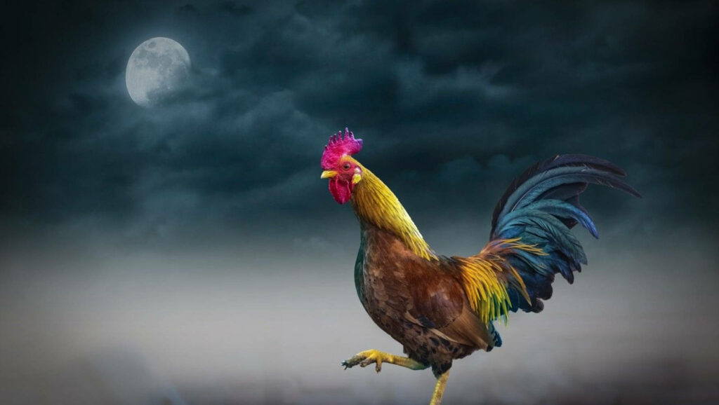 Vibrant Rooster Wallpaper: Colorful Plumage & Moonlit Sky