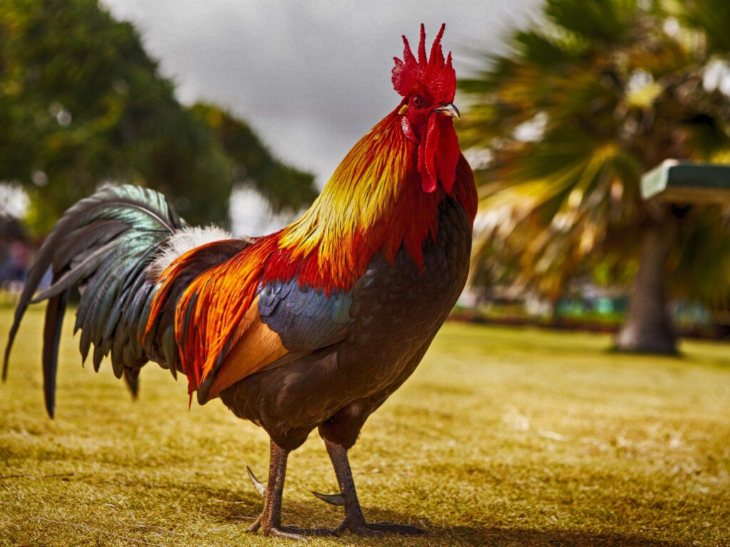 Colorful Rooster in Rustic Farm Setting: Vibrant Rural Life Scene Wallpaper