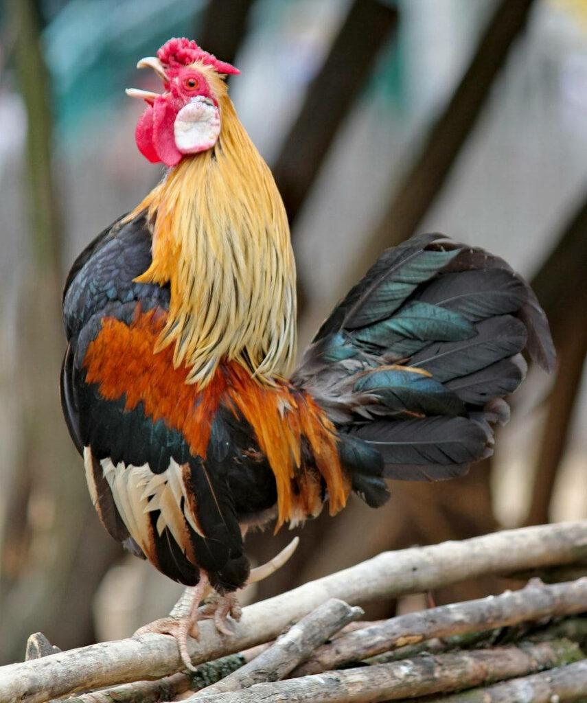 Vibrant Rooster on Stick Amidst Lush Outdoor Background Wallpaper