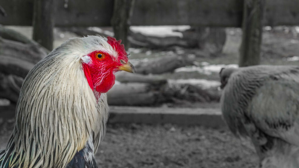 Vibrant Rooster in Grayscale Wallpaper: Stunning Rustic Contrast
