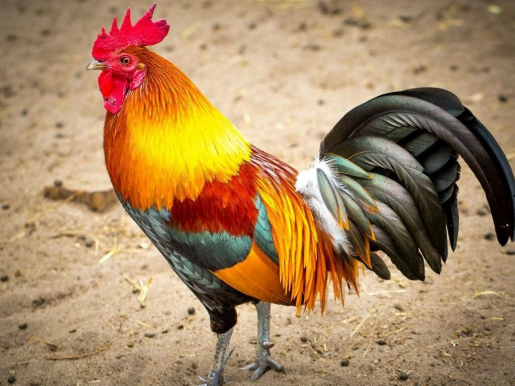 Vibrant Multicolored Rooster Wallpaper on Sandy Background