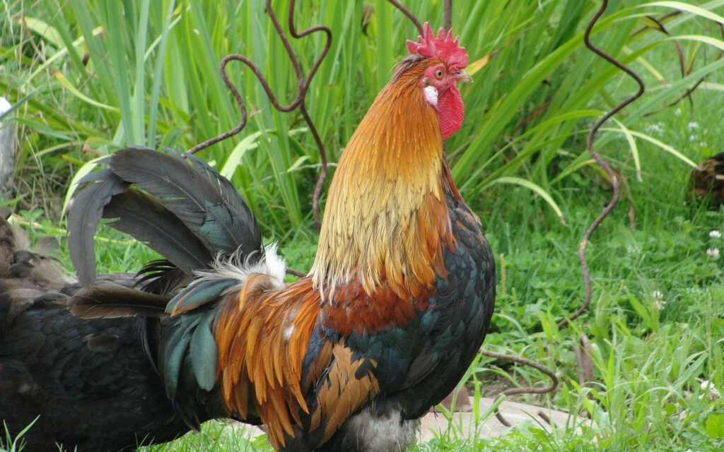 Majestic Rooster Wallpaper: Rustic Garden Background with Greenery