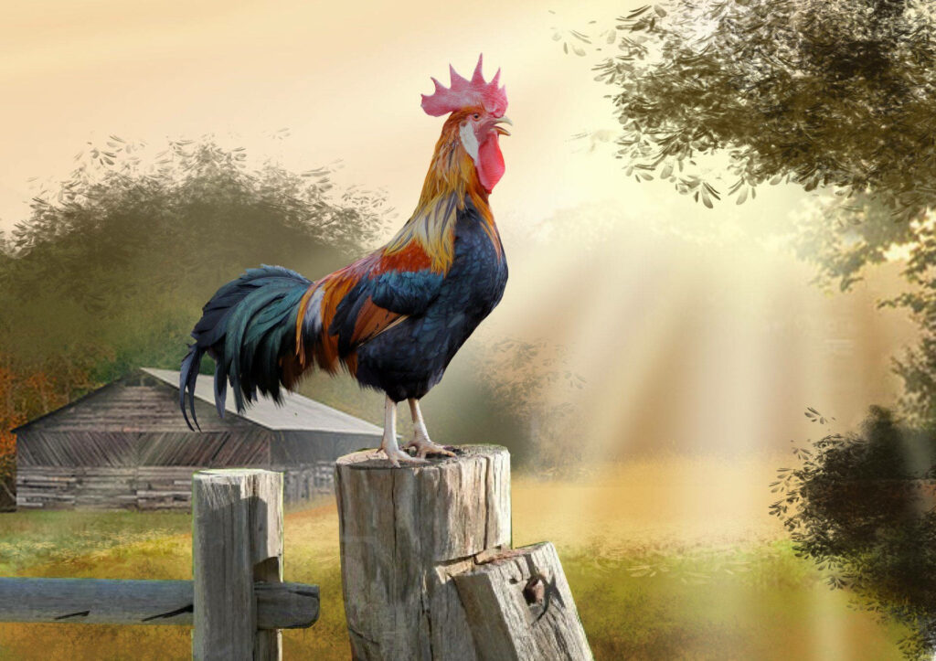 Vibrant Rooster on Post at Dawn - Serene Backyard Wallpaper
