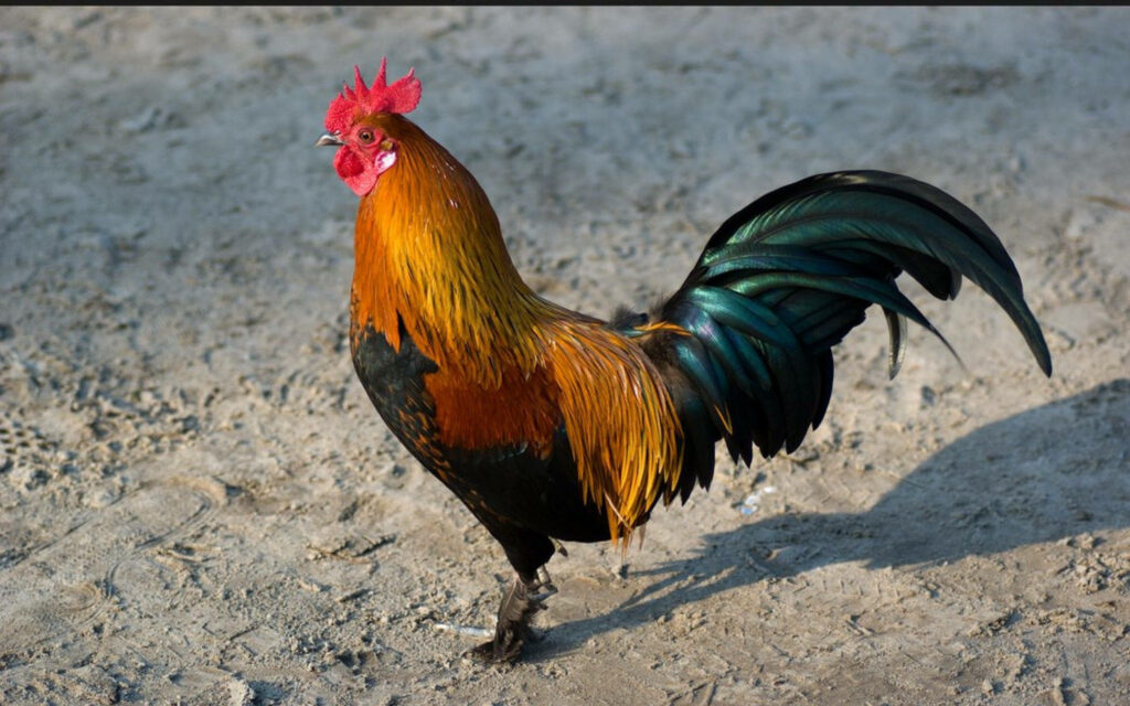 Vibrant Rooster Wallpaper: Striking Fighter on Sandy Surface
