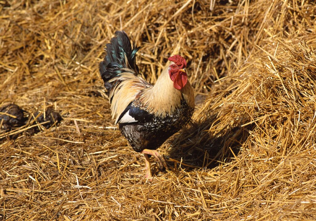 Vibrant Rooster Walking Through Golden Straw - Rustic Wallpaper