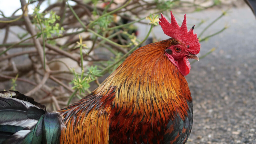 Vibrant Rooster Wallpaper: Striking Red Plumage & Lush Nature Scene