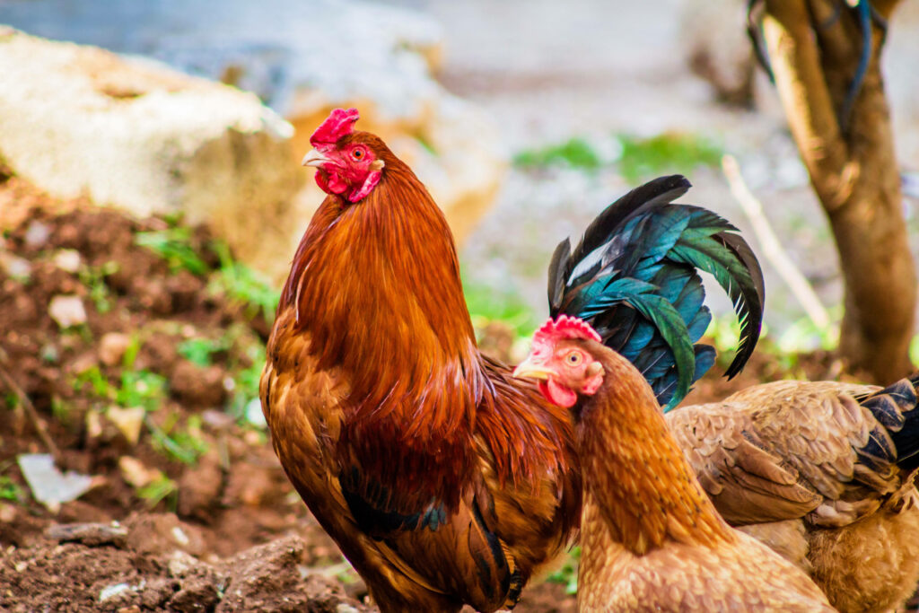 Colorful Rooster and Hen Wallpaper in a Lush Backyard Setting