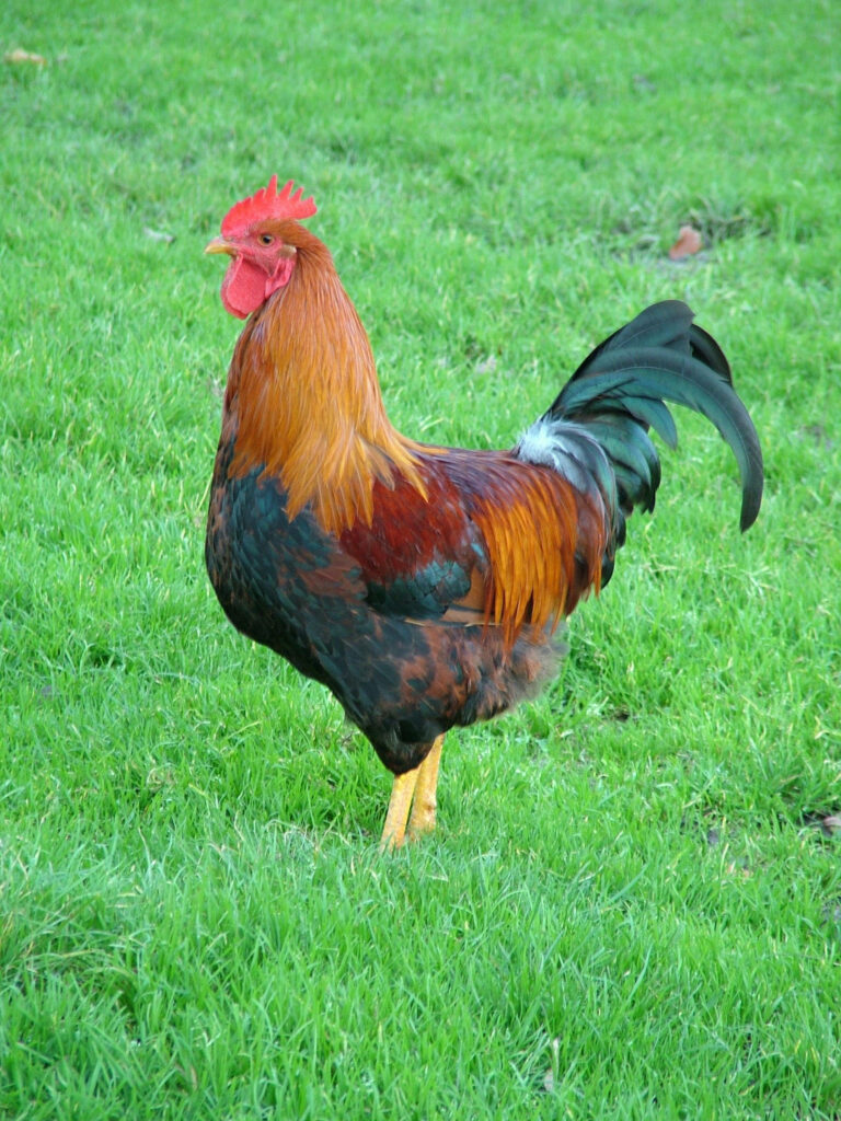 Vibrant Rooster in Lush Green Field: Colorful Plumage Display Wallpaper