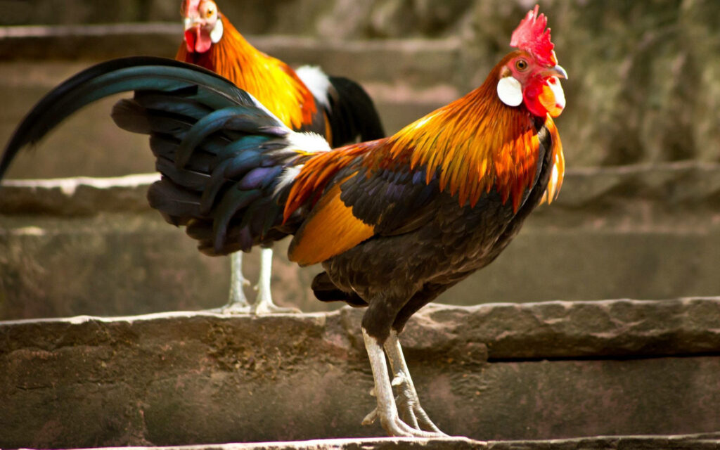 Vibrant Roosters on Weathered Stairs: Rustic Charm Wallpaper