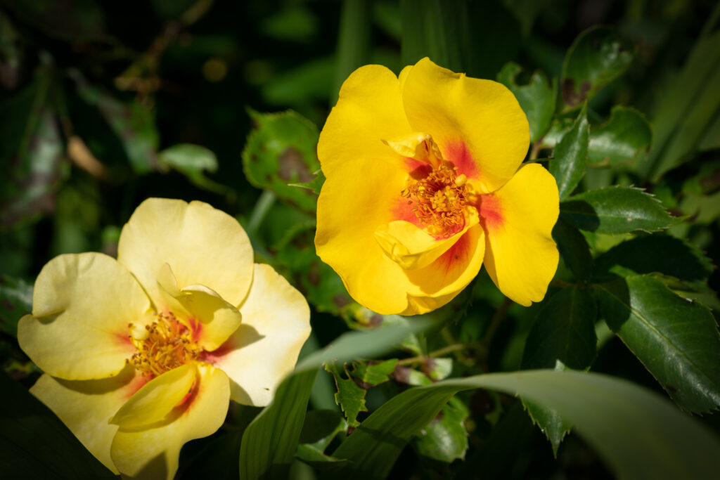 Vibrant Rosa Persica Wallpaper: Striking Yellow Flowers on Green